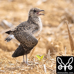 梅雨の期間とは思えないほどの晴天で地表温度があがり、ツバメチドリたちは暑そうにしていました。