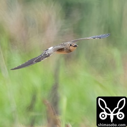 こちらの幼鳥はすでに自分で獲物をとれるようです。