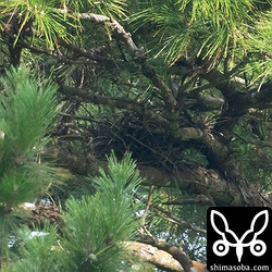 上の個体の巣。ヒナの動く影が見えていました。