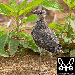 これぐらいまで成長すると多少は飛びます。