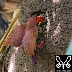 オス親はブラインドにとまったクマゼミを捕まえてヒナに運びました。急に「ドサッ」とブラインドが揺れて驚きました…。^^; ブラインドはきついけど気配が消されて、鳥以外にもいろんな生き物が現れるのが楽しいです。^^