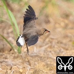 着陸。換羽しながら子育て。負担にならないのかな?