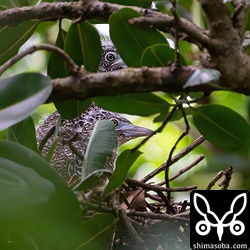 ズグロミゾゴイのヒナが2羽います。あと2週間もすれば巣立って行きます。