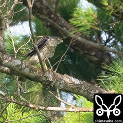 巣外から見張るツミのメス。