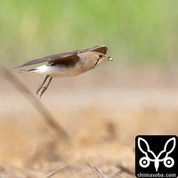 獲物を運んできた親鳥。