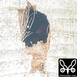 こちらは遮るものが全くないようなところで抱卵中でくちばしの先が見えています。カラスの被害に合わないことを祈ります。