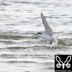 水浴びに現れたオオアジサシ。