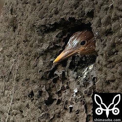 巣立ち前は顔を出したりひっこめたりと初めての外の世界を観察しているようでした。