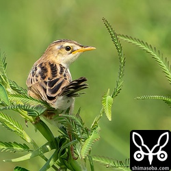 セッカの幼鳥。きょうだいと思われる3羽が行動を共にしていました。