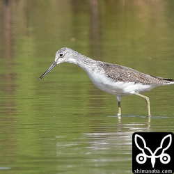 アオアシシギ冬羽。