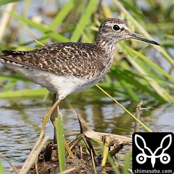 タカブシギも増えてきました。おそらく第1回夏羽。