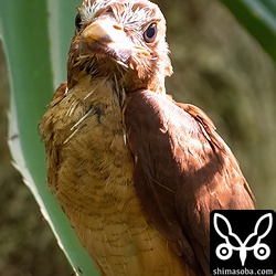 巣立ってわずか数分後の姿ですが、なかなか凛々しいですね。