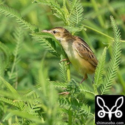 まだまだ幼さが残ります。