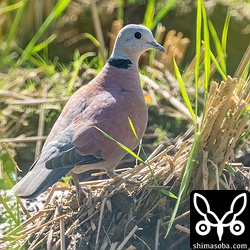 キジバトの群れといることが多いベニバトですが、今回はベニバトだけでした。