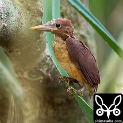 2番手の巣立ちとなったヒナ。