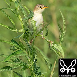 定番のセッカ止まり。^^