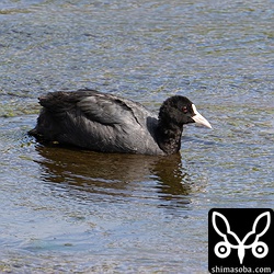 越夏中のオオバンは2羽います。沖縄本島では数年前から越夏個体が確認されるようになりましたが、石垣島でも越夏する個体が出てきました。