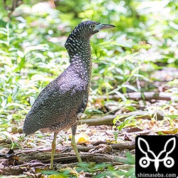 頭頂部にはヒナのころの名残として綿羽が残っているズグロミゾゴイの幼鳥。