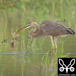 今年生まれのムラサキサギ。狩りの腕前はまだまだのようでした。
