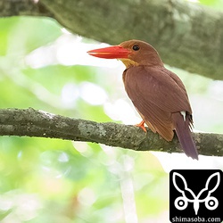 子育て中のアカショウビン。カラスが巣に近づくと追い払っていました。