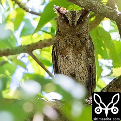 リュウキュウコノハズクのオス。