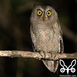 巣立って数日が経過し、自由に飛び回るリュウキュウコノハズク。