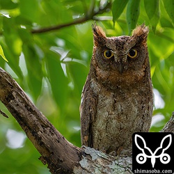 リュウキュウコノハズクのオス。こちらのメスはまだ巣内にいるので巣立ちまでは、もうしばらくかかります。