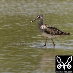 タカブシギ第1回夏羽。
