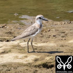 オオメダイチドリ第1回夏羽。