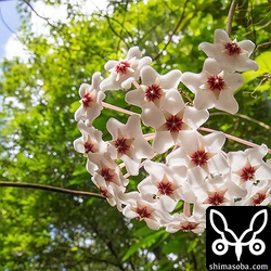 林道には美しいサクラランが咲いていました。