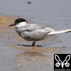 クロハラアジサシ夏羽へ換羽中。