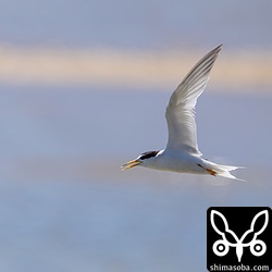 コアジサシが河口に群れで水浴びにやってきました。