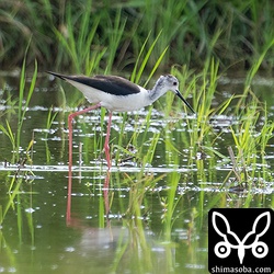 セイタカシギは増えたり減ったりを繰り返しています。