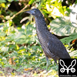 巣立ち後数日のズグロミゾゴイのヒナは3羽いました。3羽とも近くにいて親がエサを持って戻るのを待っています。