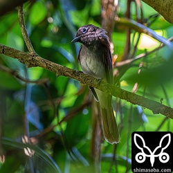 獲物がデカかったからなのか、呑み込んだあとはしばらくこの姿勢で止まっていました。