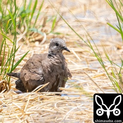 田んぼの水たまりで水浴びをしていました。
