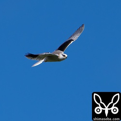 背中や雨覆などは幼鳥特有の白い羽縁が目立ちます。