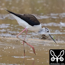 セイタカシギは数羽の群れ。今後、数を増やしていきます。