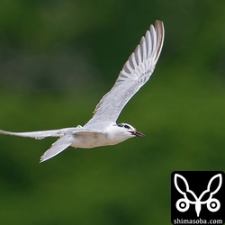 獲物をつかまえたクロハラアジサシ。