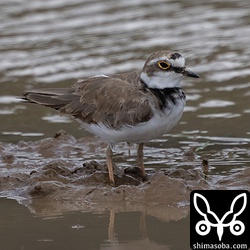 コチドリは十数羽が飛来。夏羽後期。