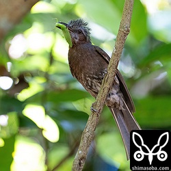 餌を巣に運ぶイシガキヒヨドリ。
