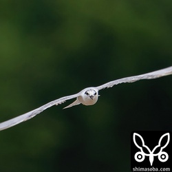 田んぼの上を飛び回りながら水中の獲物をすくうように捕まえていました。