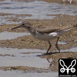 イソシギも冬羽へ変わりつつあります。