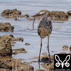 アオサギがアナゴのような魚をゲット。