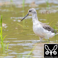アオアシシギも冬羽へ移行中。