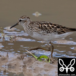 ヒバリシギは1羽だけ確認。これからどんどん増えていきます。