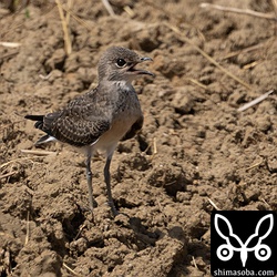 これぐらいになると飛べるようになり、カラスなどが来ると警戒して鳴き声を上ます。