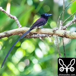 サンコウチョウのオス。 `こちらのメス <https://shimasoba.com/blog/1905/>`_ とペア。