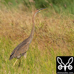 ムラサキサギの幼鳥。成鳥とは違った美しさがあります。