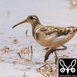 タマシギのオス。ジシギを探していたのでぬか喜びさせられました。^^;